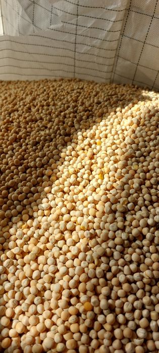 Sprzedam groch oczyszczony Petkusem