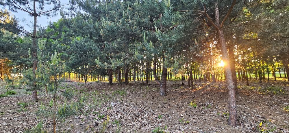 Działka bud. 2900 M2; Łukawska Wola, WARUNKI ZABUDOWY - Widok 2