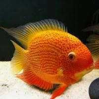 GB Pielęgnica Severum RED