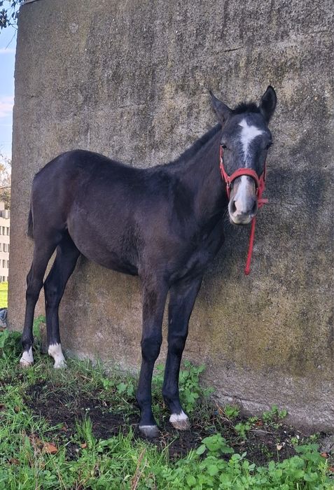 Poldro ruço 8 meses