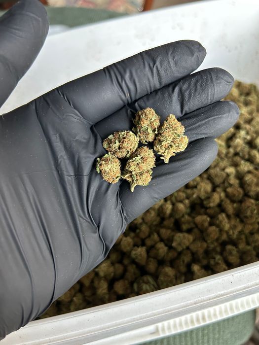 Susz CBD INDOOR Polska najwyższa jakość od producenta