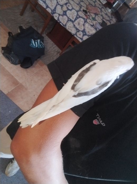 Vendo caturra doméstica