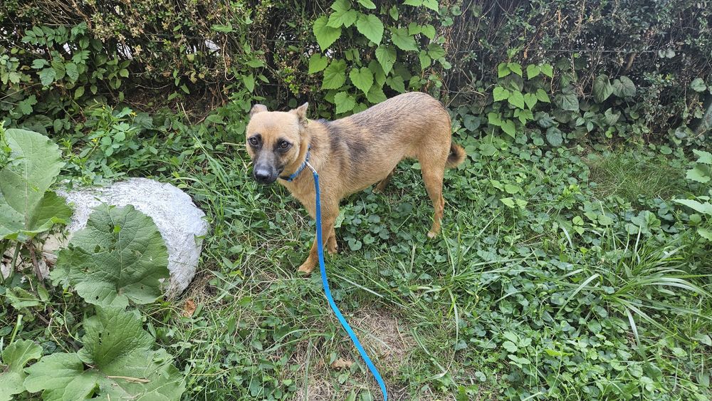 Невеличка лігідна собачка Лола шукає дім! Стерилізована!