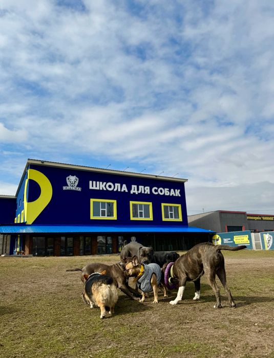 Дресирування собак Кінолог Ірпінь Буча Ворзель Гостомель