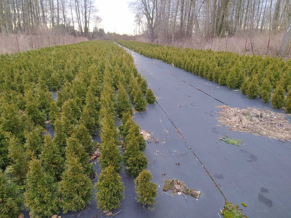 Tuja szmaragd prosto z gruntu 50-160cm od 10zł