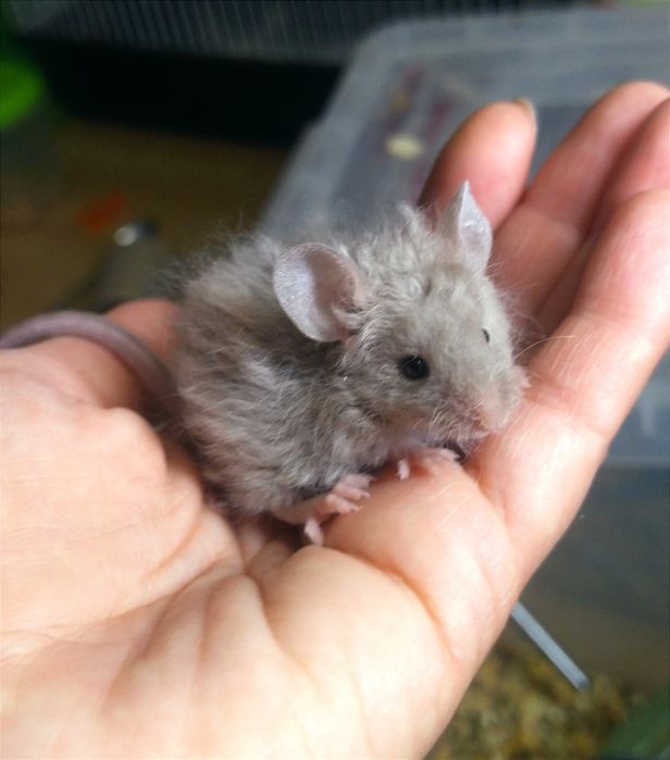 Тексель - кудряві, атласні - сатинові малюки мишки, миші, мишенята