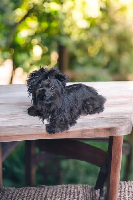Prawdziwy okruszek  Yorkshire Terrier mini okruszek