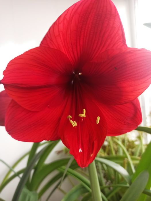 Квітка гіпеаструм