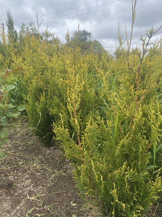 Туя  Західна Yellow Ribbon