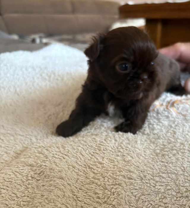 Shih tzu.