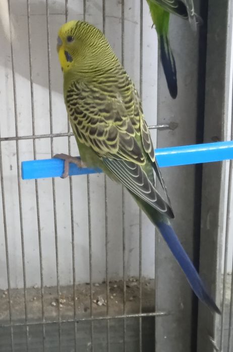 Periquitos australianos desde 6€