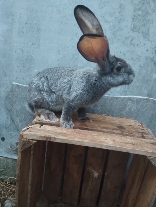 Європейська шиншила