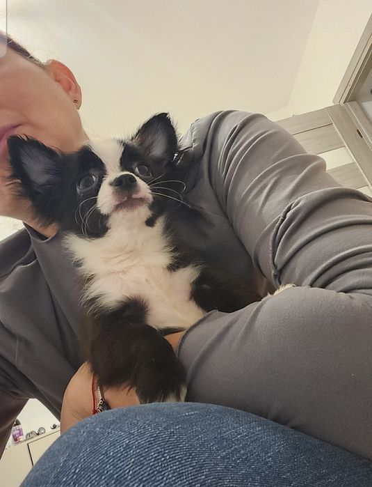 Edit.( Już w nowym domku )Chihuahua Czarno Biały Długowłos