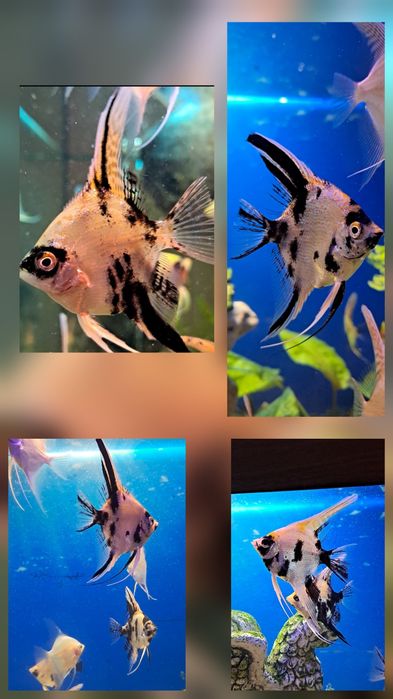 Скалярії Кої рибка Ангел