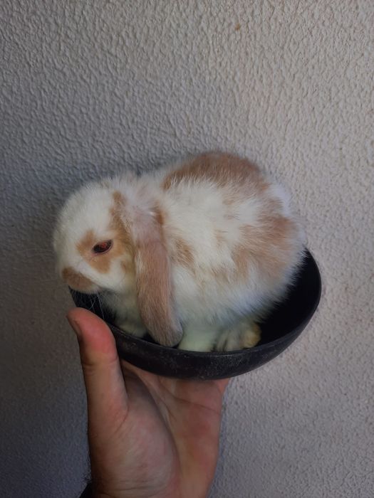 Coelhos anões várias raças