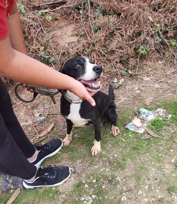 Moca - cachorra de porte médio para adoção