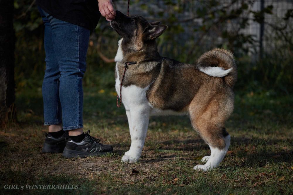 Обирай найкраще! Американська Акіта