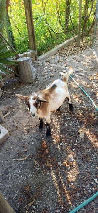 Cabrito Macho 6 meses