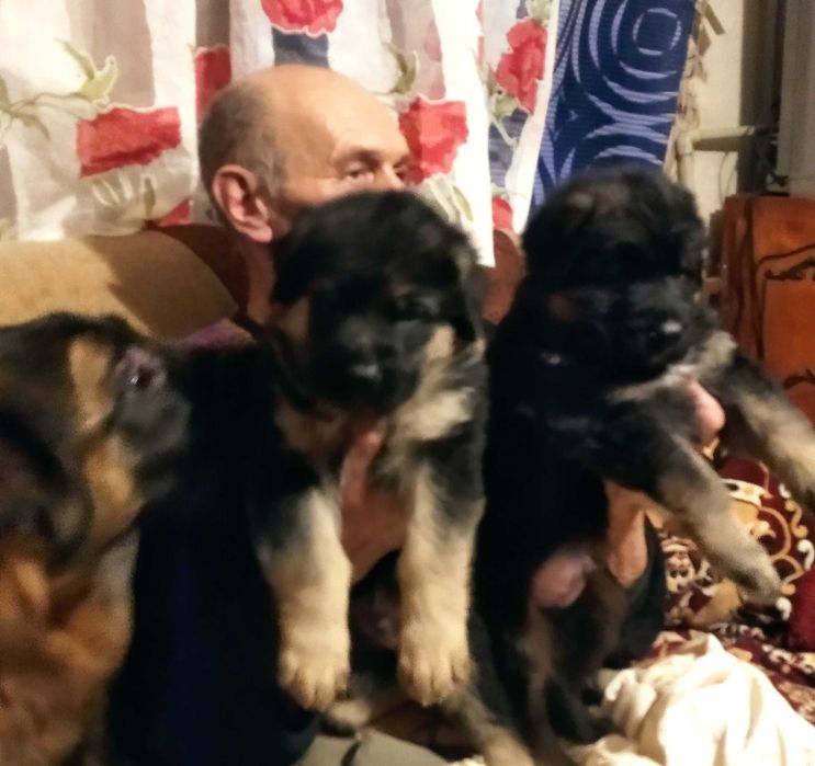 Чистокровные щенки.