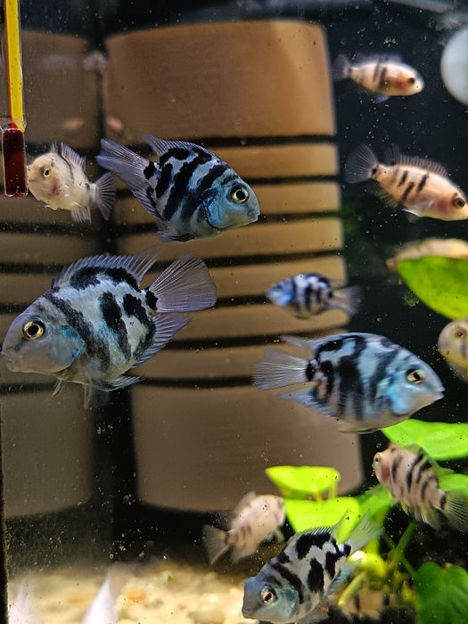Sprzedam lub zamienię młode pielegnice zebry marble