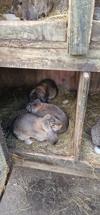Krolik FBS francuskie barany szare samice, samce