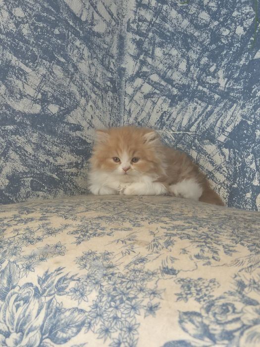 Gato persa amarelo e branco