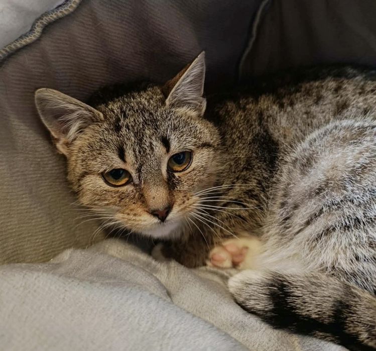 Kochana Lucy prosi o dom...