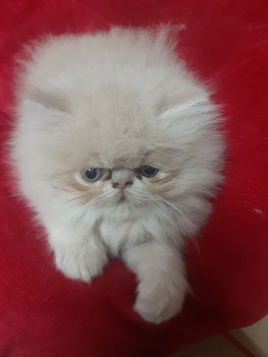 Gato persa creme