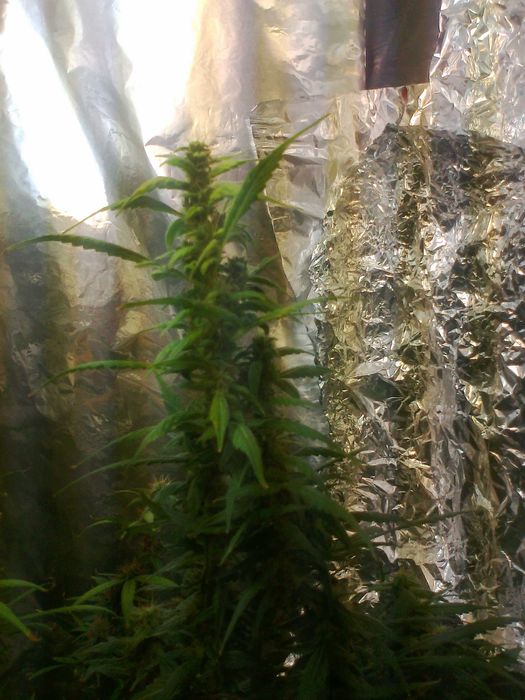 MAC (15g) Marihuana thc cbc cbn cbl Cannabis Flos do Aromaterapii