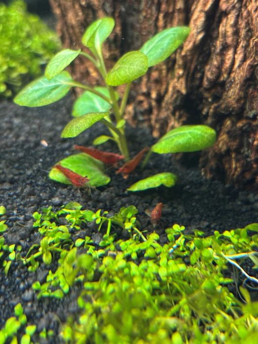 krewetki neocardina red cherry - zestaw 10szt