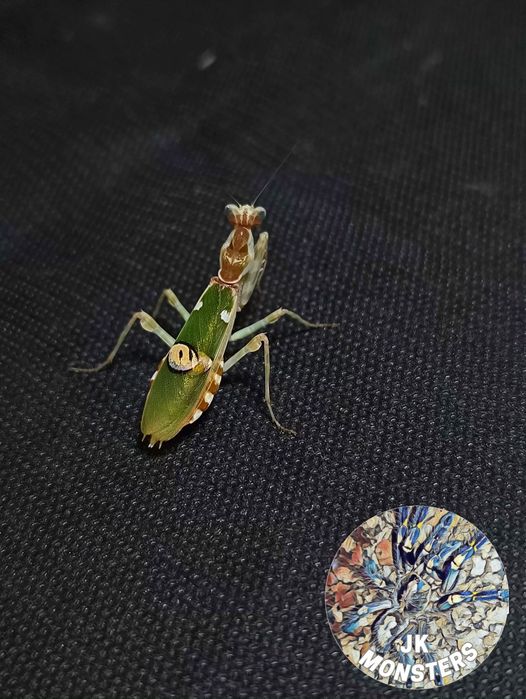 Modliszka Creobroter gemmatus (oczkowa) +gratisy