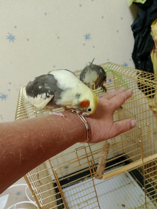 Продам две красивых очень клетки для корелл
