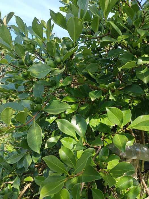 Araçá de cor vermelha e amarela