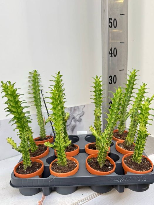 Сукуленти Суккулент. Succulents Кактус . Крассула. Венерина мухоловка