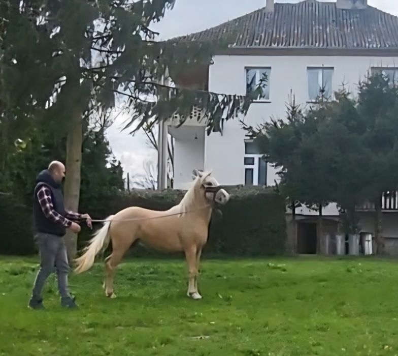 Przygotowanie do wystaw i trening pociągowy PKZ / Sztum