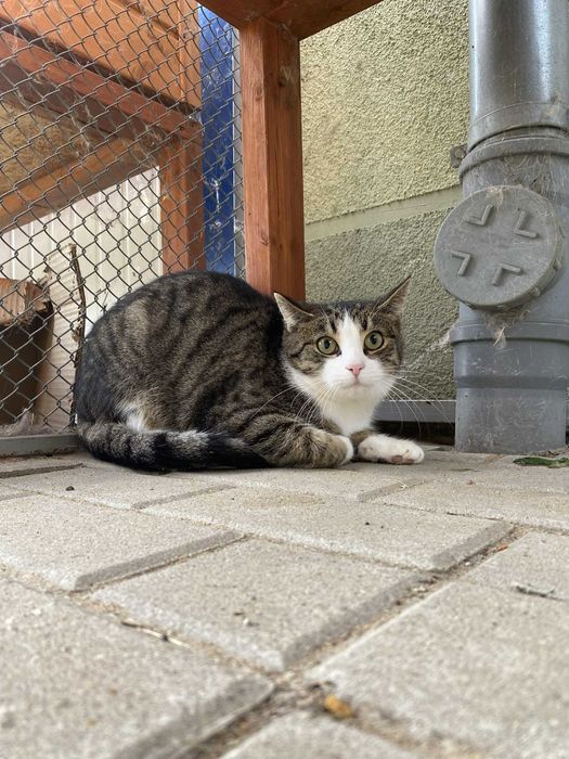 Kot Kajko młody adopcja schronisko