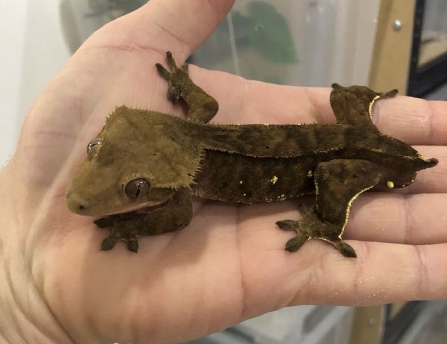 Gekon orzęsiony Phantom Porthole z terrarium