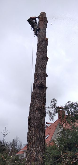 Спиляти Дерево, Спилить Дерево, Обрізка Дерев, Кронування Дерев