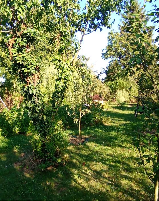 Urokliwa duża działka rekreacyjna z domkiem – dojrzały ogród, drzewa i cisza - Widok 5