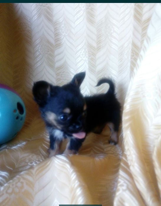 Мини мальчик чихуахуа, продам