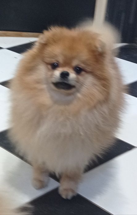 Продается мальчик Померанский Шпиц.