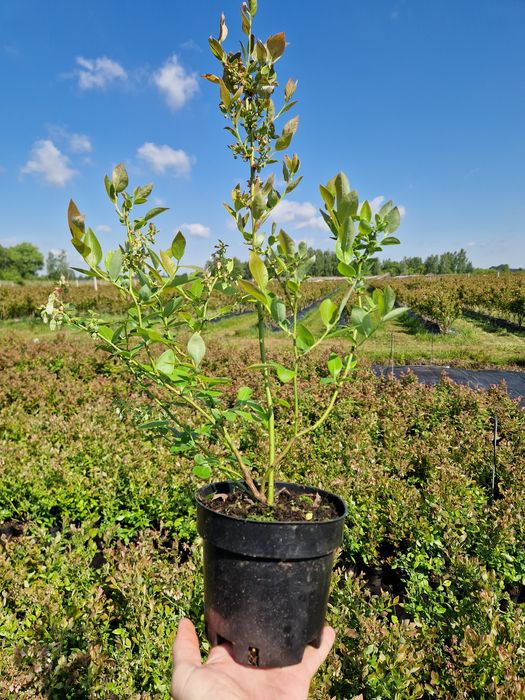 Borówka Draper Liberty PBR Talisman 1,5l