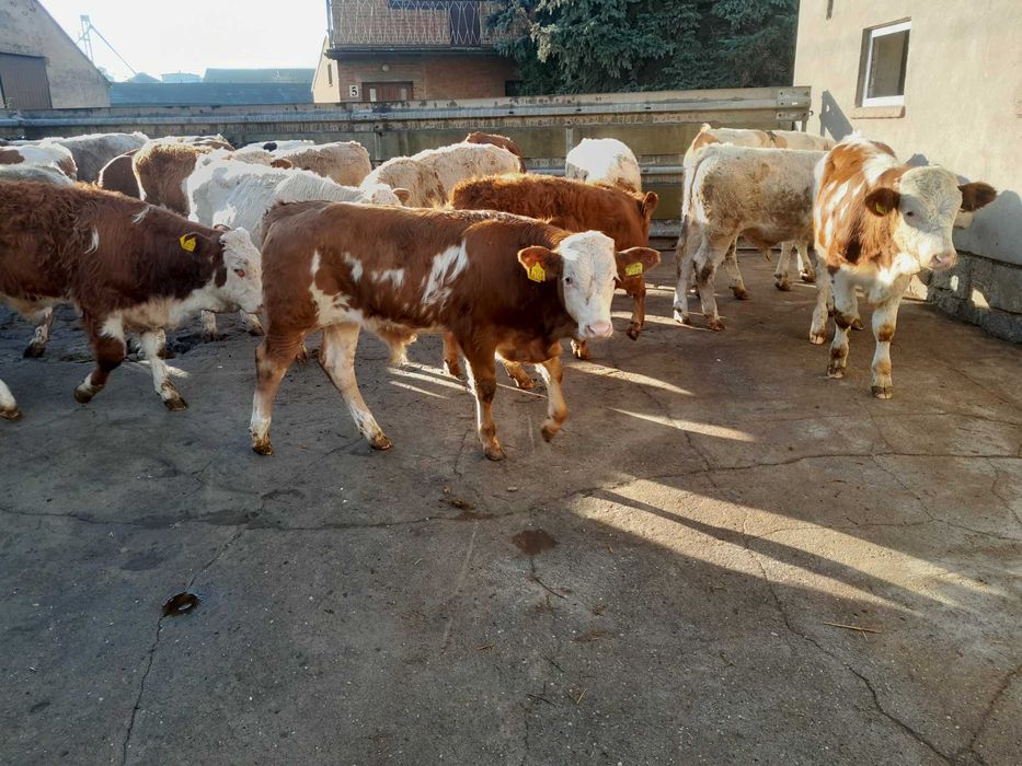 20 byczków 200-240kg simental,bbb