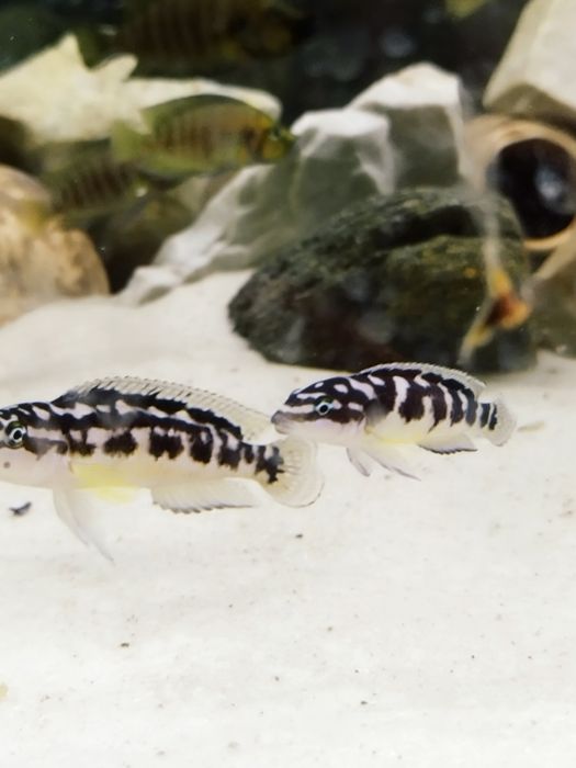 Julidochromis transcriptus bemba kissi tanganika 2