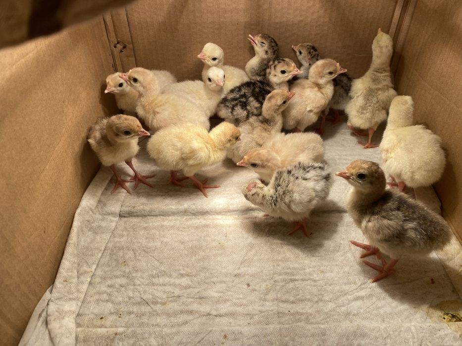 Інкубаційне яйце домашніх індиків 40грн