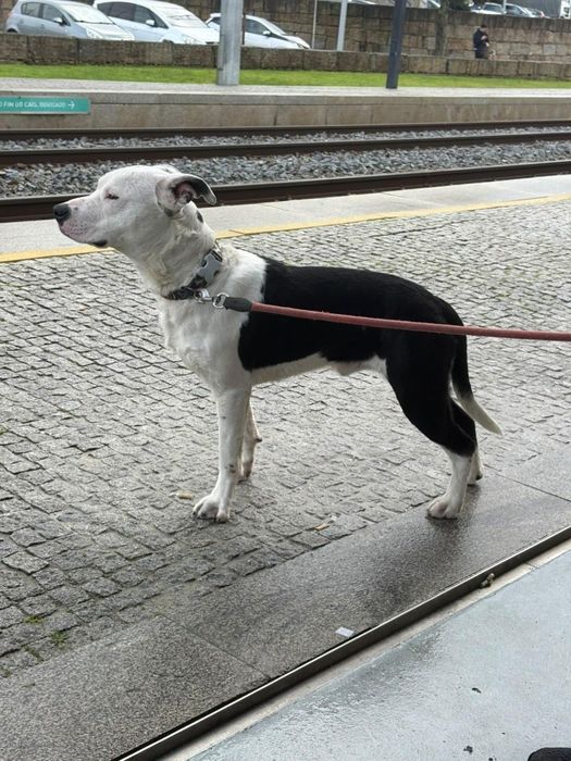 Dou  pitbull com 1 ano