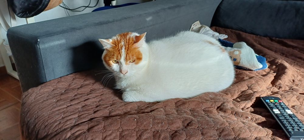 Dou gato extrelizado meigo