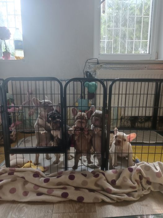 Є 4 вільних хлопчика і одна дівчинка