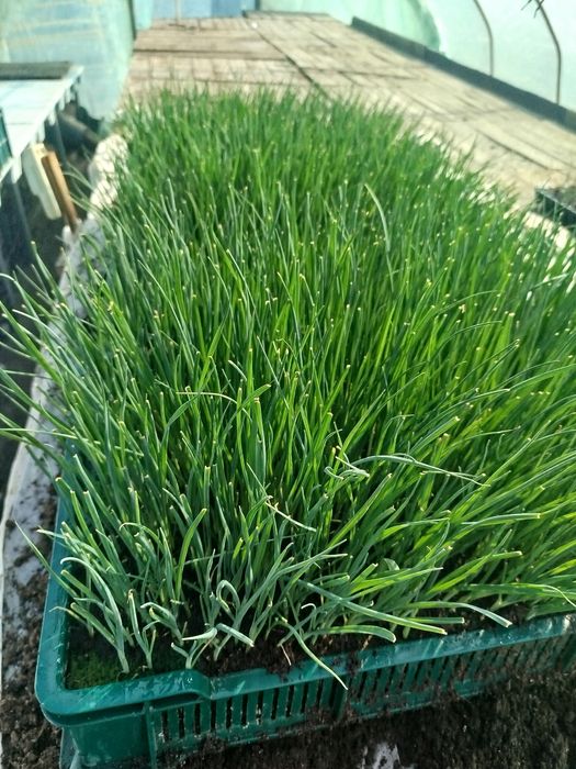 Rozsada sadzonki pora