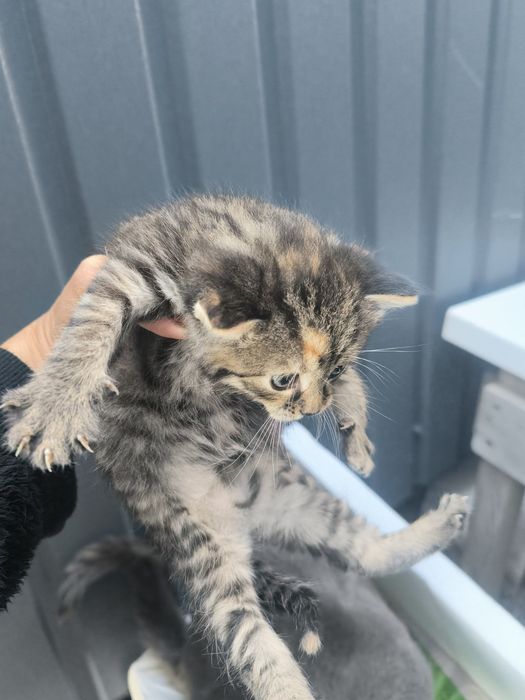 кошенята європейської короткошерстної породи 1.5 місяця в дар!